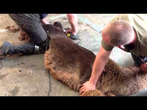 Mark Loffhagen Shearing Alpacas.