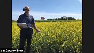 Pioneer Protector® Experimental Canola Hybrids