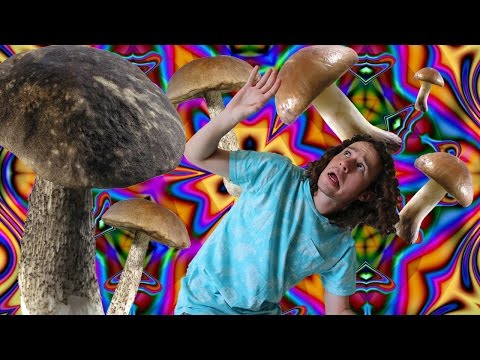 ALUCINOGENIC FUNGI (my first time)