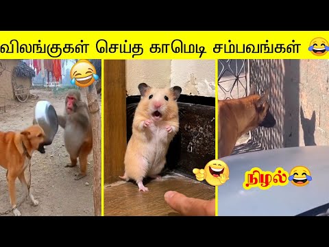 2026ல் நடந்த விலங்குகள் செய்த  சம்பவங்கள்🤣 | வாங்க சிரிக்கலாம்🤣