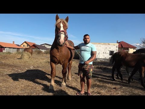 In vizita la ferma lui Adi de la Tampa, Hunedoara - 2019 Nou!!!