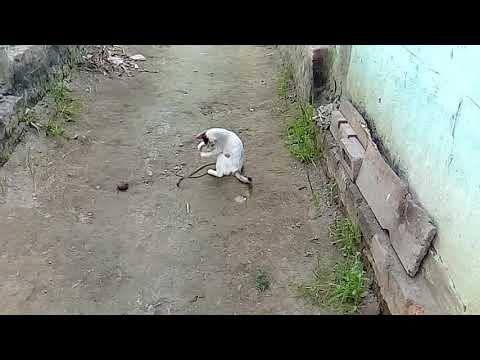 The battle between snack nd cat