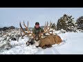 Colorado Giant Mule Deer!