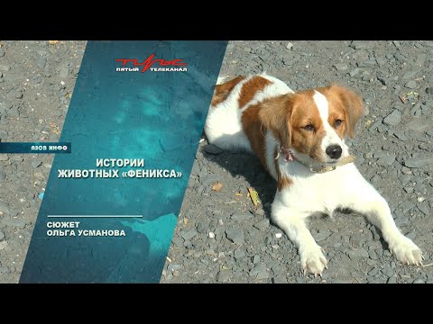 Гороскоп Животных 2024