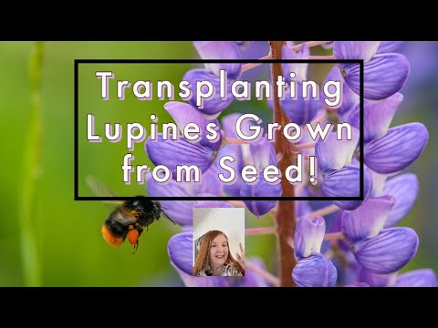 Transplanting Lupines Grown from Seeds!😉😉😉