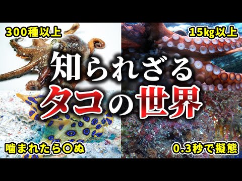 タコについて詳しく解説