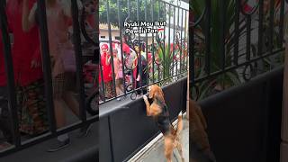 Download lagu ANABUL IKUT PAWAI 17an‼️🇮🇩 Ryuki seneng bgt naik sepeda😍 #shorts #anjinglucu mp3 Download lagu ANABUL IKUT PAWAI 17an‼️🇮🇩 Ryuki seneng bgt naik sepeda😍 #shorts #anjinglucu mp3