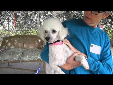 Darby, an adopted Poodle in Houston, TX_image-1