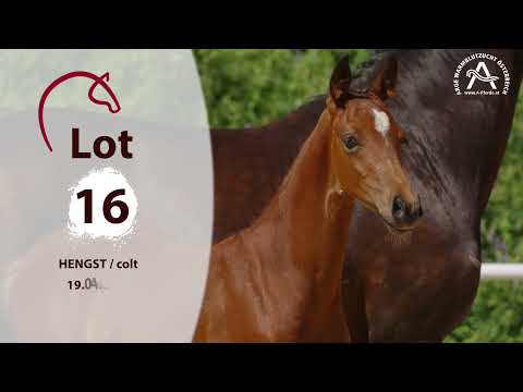 Catalogue #16 - 1st AUSTRIAN ONLINE FOAL AUCTION