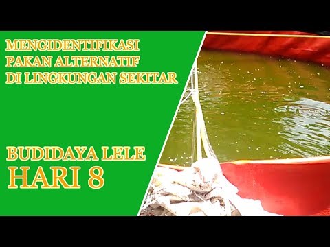Bagaimana meningkatkan potensi usia Mengapa potensi turun