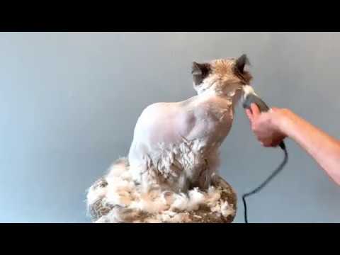 Best way to shave your Himalayan cat!!