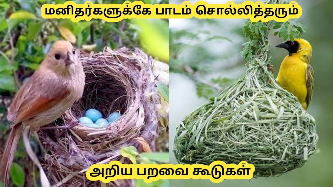 bird nest in tamil | வித்தியாசமாக கட்டப்படும் அரிய பறவை கூடுகள் | Unusual bird nests in tamil