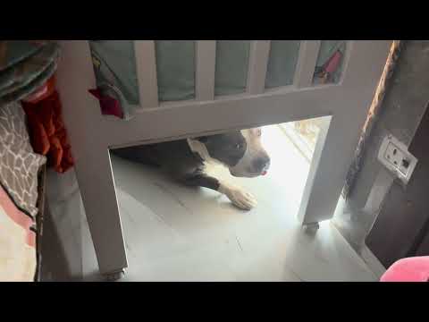 Ye pitbul Sethji hei ???