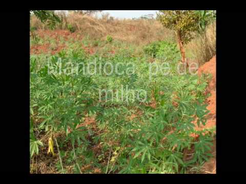 Num Faz De Conta - Ruy Maurity