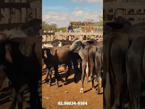 gado a venda região de Estrela de Alagoas. AL