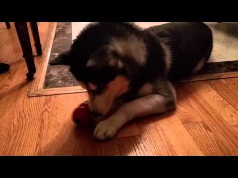 My Husky Bruce Loves Playing His Kong