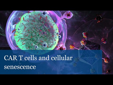 CAR T cells and cellular senescence | Scott W. Lowe