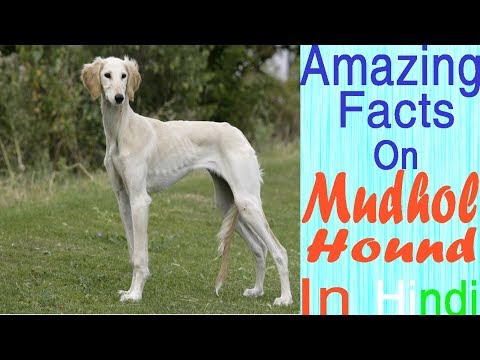 download lagu mp3 mp4 Mudhol Hound Height, download lagu Mudhol Hound Height gratis, unduh video klip Mudhol Hound Height