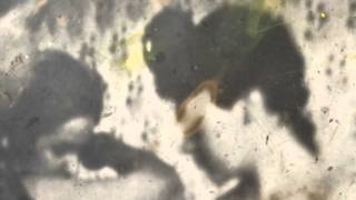 Monk Parker &amp; Lily Wolf  |  In Bonn