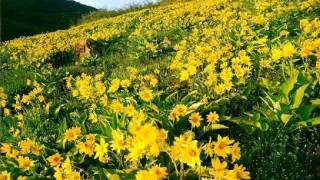 New York Voices - The Sultan Faited