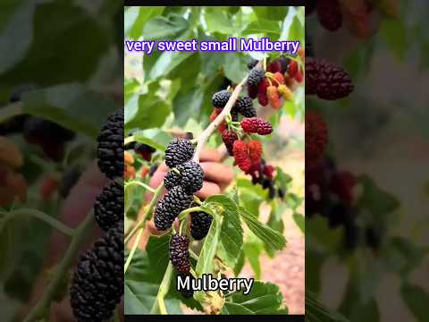 fresh Mulberry very sweet #short #shorts #shorts training