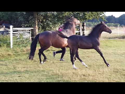 Steverheides Oprah v Offshore Energy R