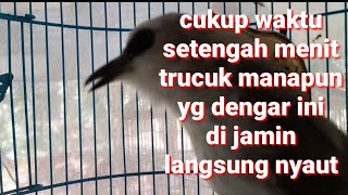 Download lagu cukup waktu setengah menit trucuk manapun yg dengar suara trucukan ini di jamin langsung nyaut siul mp3