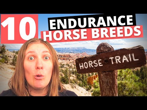 , title : 'Top 10 Endurance Horse Breeds of the World'