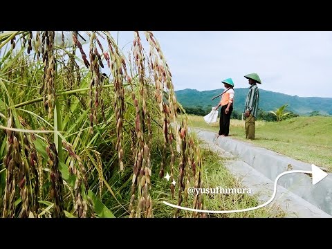 PANEN PADI ORGANIK 2018