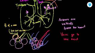Online tutorial on the lungs and pulmonary system- Human Biology