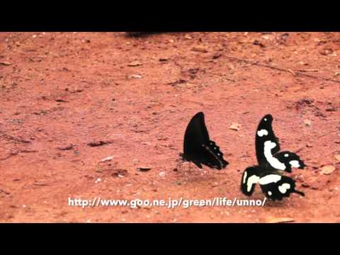 オオシロモンアゲハの飛翔
