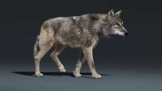 Wolf Walk Cycle Animation