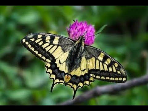 Parnassius apollo (テレマルク、ノルウェー)