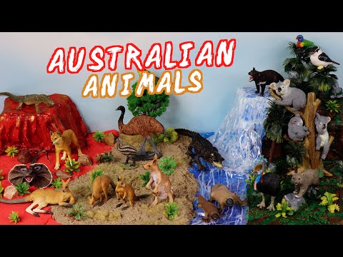 Meet the Awesome Australian Animals | Build a Diorama of the Outback!