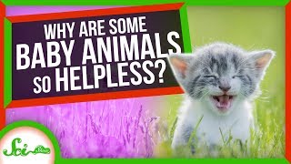 Why Are Some Animal Babies So Helpless?