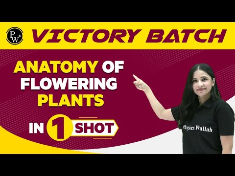 Anatomy of Flowering Plants in One Shot - NEET/Class 11th Boards || Victory Batch