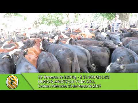 13-03-19 - Venta de Machos - Hugo R .Aristegui y Cía. - Cacharí