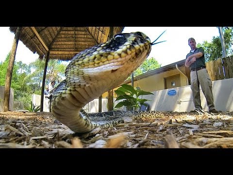 Snakes of Florida: The Good, The Bad & The Friendly