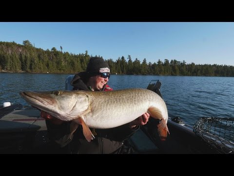 Trolling for Fall Muskies - In-Depth Outdoors TV, Season 10 Episode 1