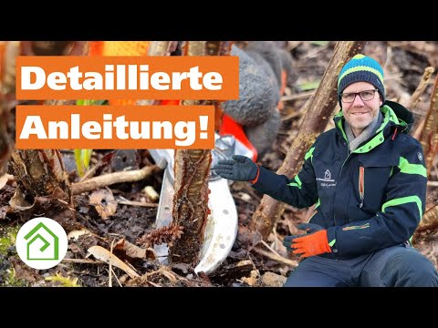 Johannisbeeren schneiden: Mehrere Beispiele & detaillierte Anleitung für rote, weiße & schwarze!