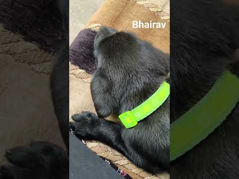 🖤  #dog #song #cute #adorabledog #labrador #bhola #music #shorts