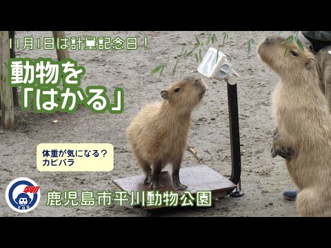 11月1日は計量記念日！平川動物公園　動物たちを「はかる」