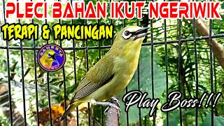 Download lagu Burung Pleci Ngeriwik Gacor merangsang Pleci Bahan ikut Ngeriwik Sampai Buka paruh #terapipleci mp3