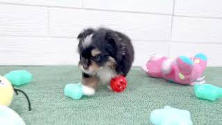 ハーフ犬の動画01