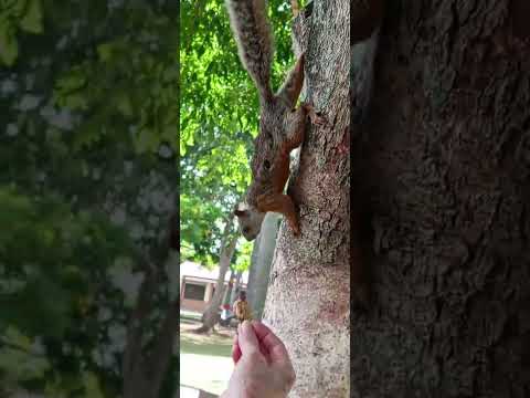 primera vez andando por el Parque Palmares de Alajuela Centro #alajuela #cr #paseo