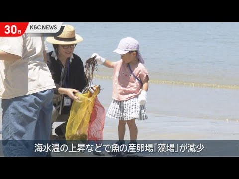 藻場再生に向け&ldquo;流れ藻&rdquo;を回収　志賀島で「藻サイクル」開催