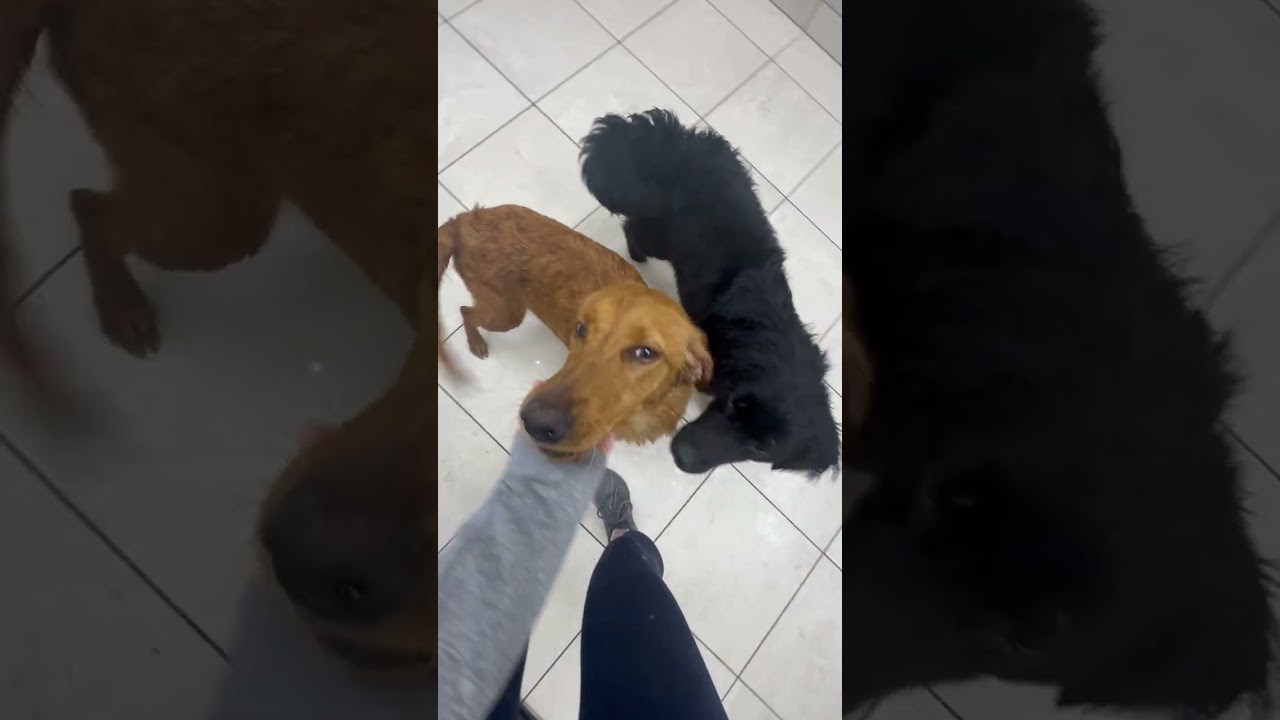 Enlarge Amber, bonded with Raven, a ADOPTABLE Golden Retriever in Los Angeles, CA video 2/6