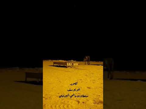 الذيب wolf ..حيوان الشيب النادر او السعلوه السعوديه القصيم