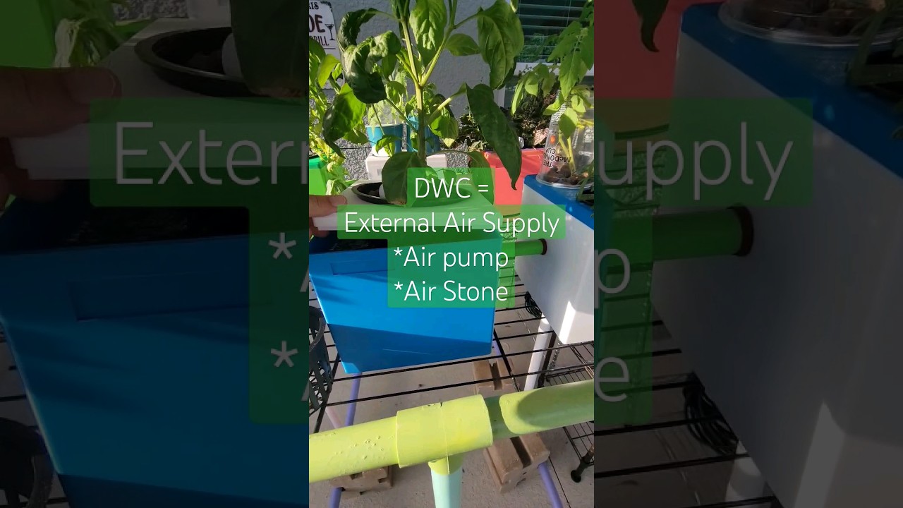 Hydroponics 101- What is Deep Water Culture DWC? #tutorial #garden #techniques #101 #beginners #fun