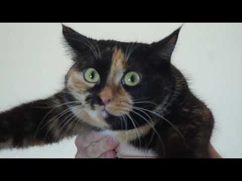 TeplovisoR - Samples Cats